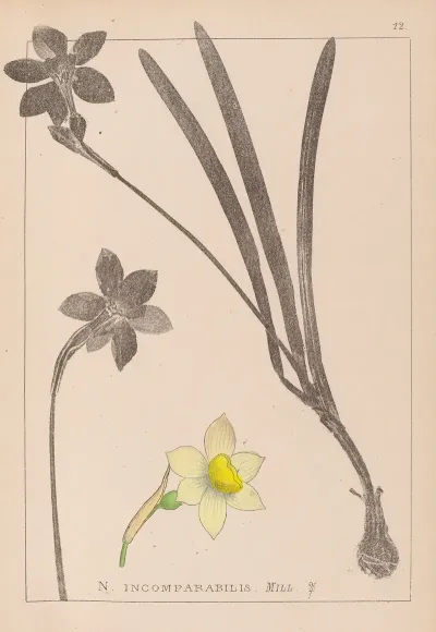 Herbier De La Flore Francaise Pl 0963