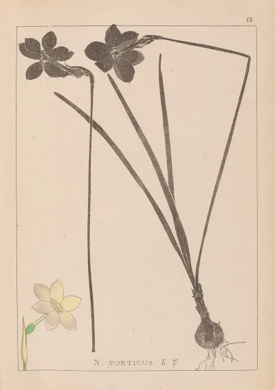 Herbier De La Flore Francaise Pl 0964