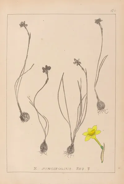Herbier De La Flore Francaise Pl 0967