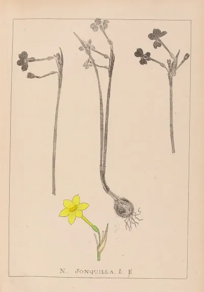 Herbier De La Flore Francaise Pl 0968