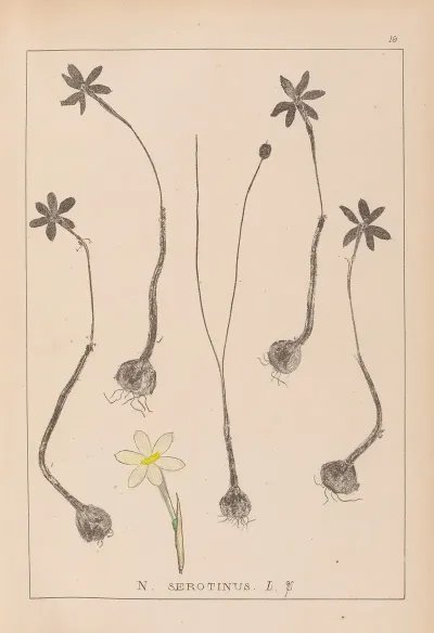 Herbier De La Flore Francaise Pl 0969