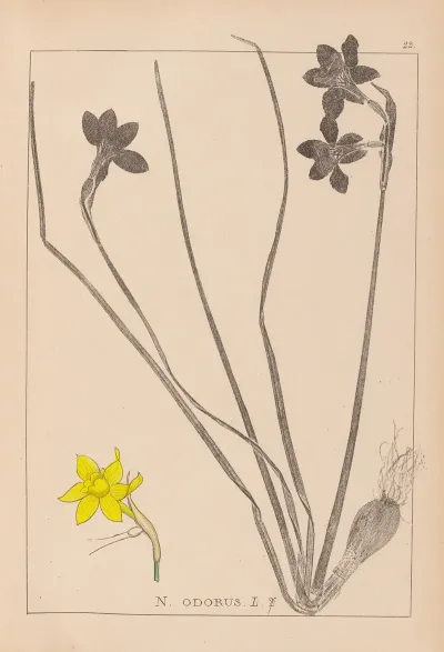 Herbier De La Flore Francaise Pl 0970