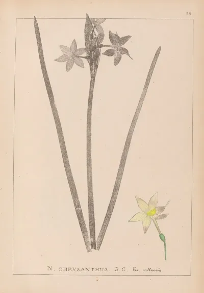 Herbier De La Flore Francaise Pl 0972