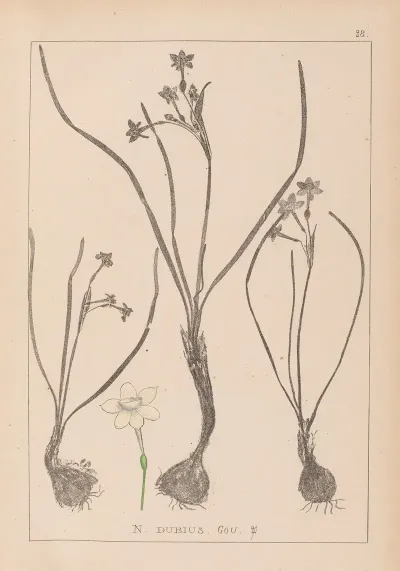 Herbier De La Flore Francaise Pl 0974