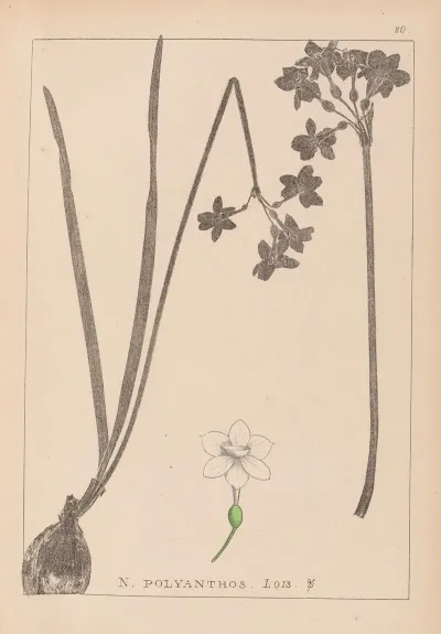 Herbier De La Flore Francaise Pl 0975