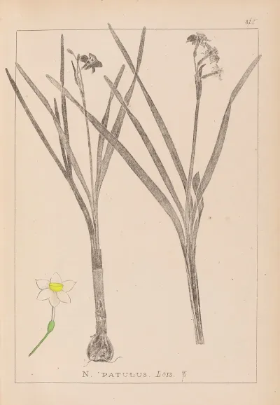 Herbier De La Flore Francaise Pl 0976
