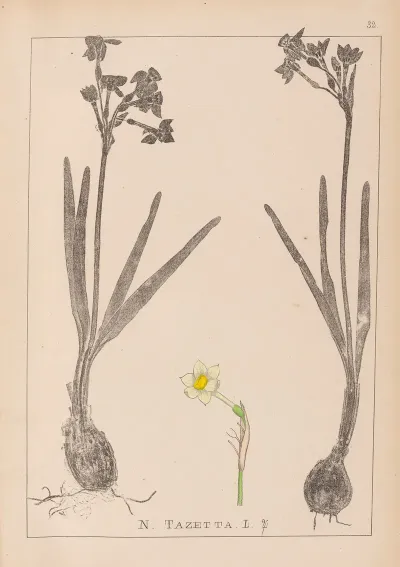 Herbier De La Flore Francaise Pl 0977