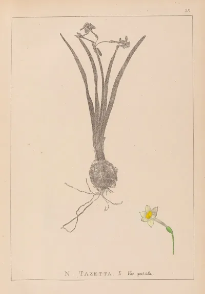 Herbier De La Flore Francaise Pl 0978