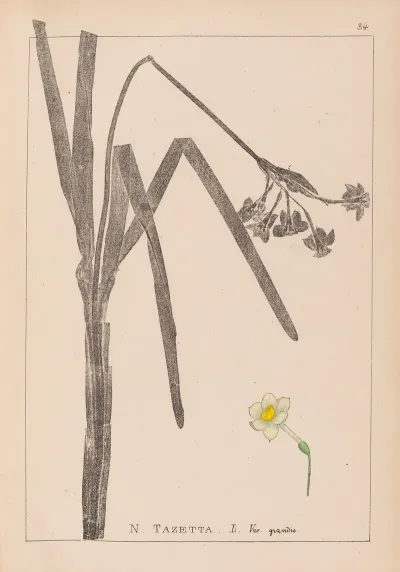 Herbier De La Flore Francaise Pl 0979