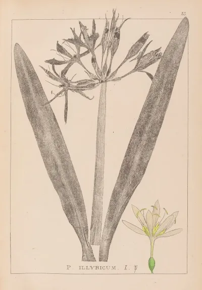 Herbier De La Flore Francaise Pl 0980