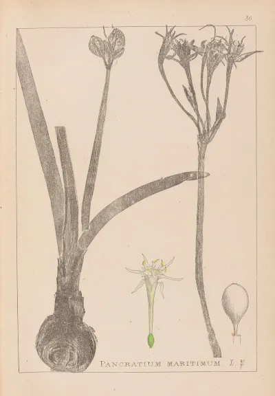 Herbier De La Flore Francaise Pl 0981