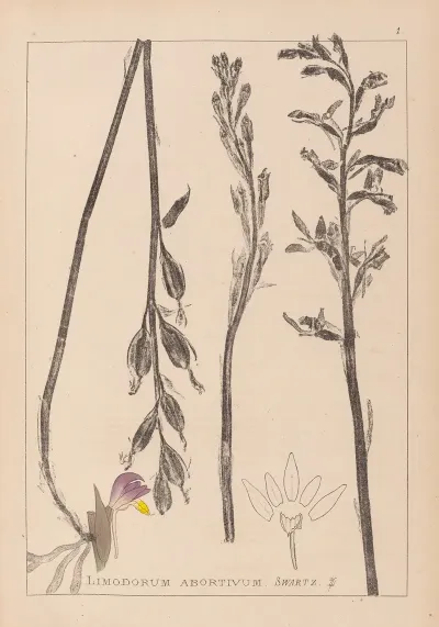 Herbier De La Flore Francaise Pl 0982