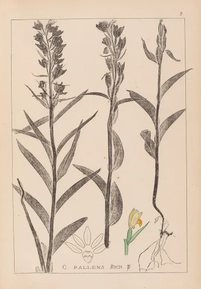 Herbier De La Flore Francaise Pl 0984