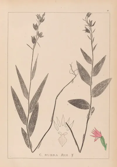 Herbier De La Flore Francaise Pl 0985