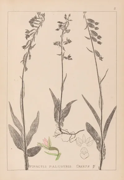 Herbier De La Flore Francaise Pl 0986