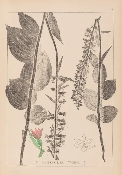 Herbier De La Flore Francaise Pl 0987