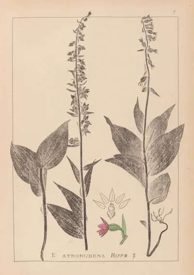Herbier De La Flore Francaise Pl 0988