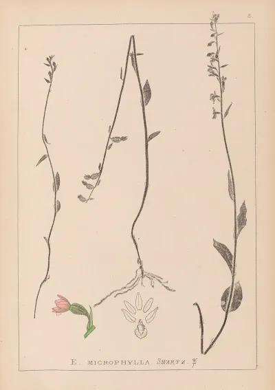 Herbier De La Flore Francaise Pl 0989