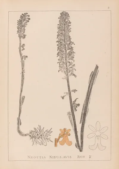 Herbier De La Flore Francaise Pl 0990