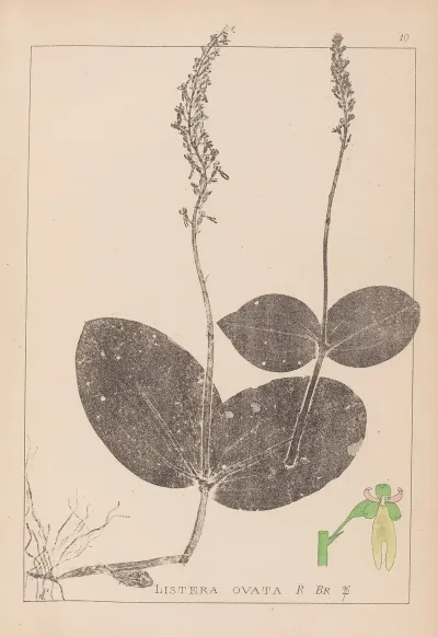 Herbier De La Flore Francaise Pl 0991
