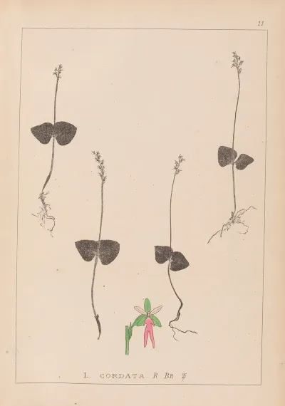 Herbier De La Flore Francaise Pl 0992