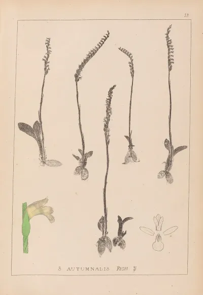 Herbier De La Flore Francaise Pl 0994