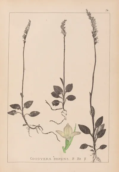 Herbier De La Flore Francaise Pl 0995