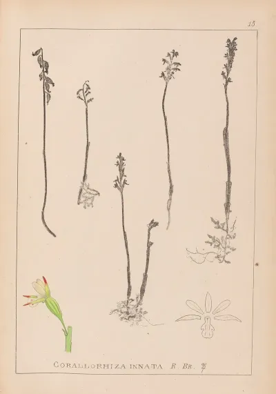 Herbier De La Flore Francaise Pl 0996