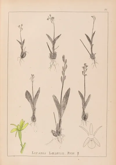 Herbier De La Flore Francaise Pl 0997