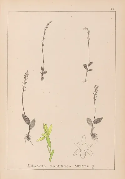 Herbier De La Flore Francaise Pl 0998