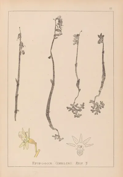 Herbier De La Flore Francaise Pl 0999