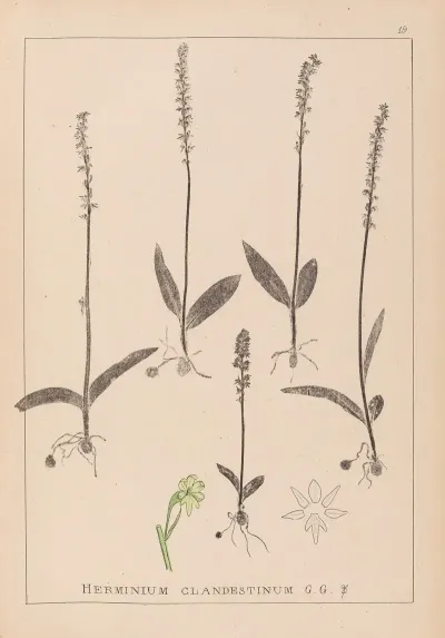 Herbier De La Flore Francaise Pl 1000