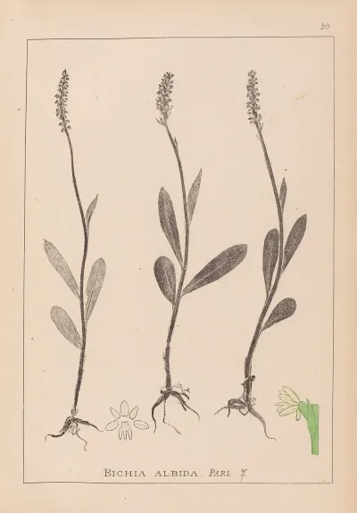 Herbier De La Flore Francaise Pl 1001