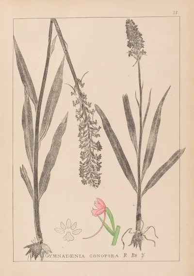 Herbier De La Flore Francaise Pl 1002