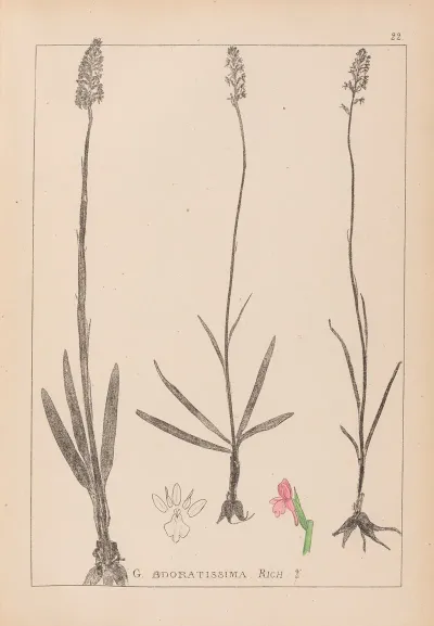 Herbier De La Flore Francaise Pl 1003