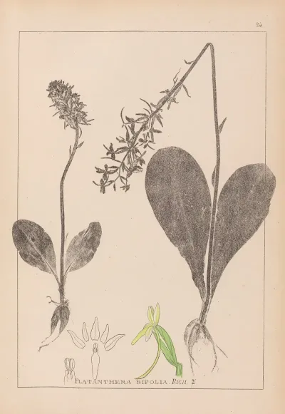 Herbier De La Flore Francaise Pl 1005