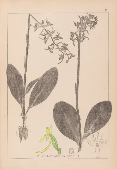 Herbier De La Flore Francaise Pl 1006