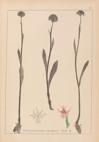 Herbier De La Flore Francaise Pl 1007