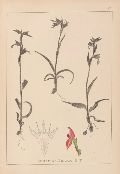 Herbier De La Flore Francaise Pl 1008