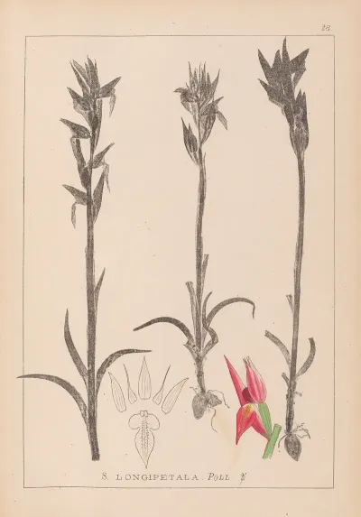 Herbier De La Flore Francaise Pl 1009