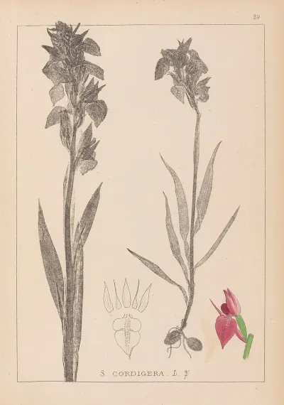 Herbier De La Flore Francaise Pl 1010