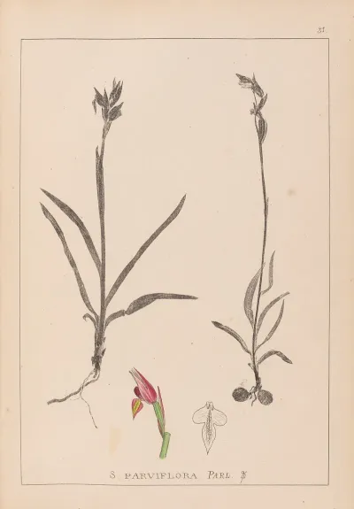 Herbier De La Flore Francaise Pl 1012