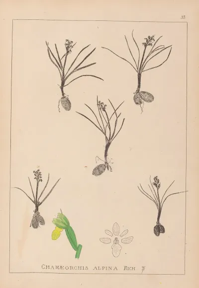 Herbier De La Flore Francaise Pl 1014