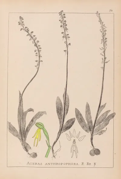 Herbier De La Flore Francaise Pl 1015