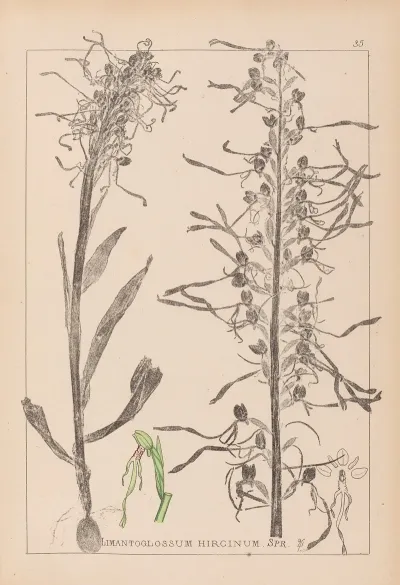 Herbier De La Flore Francaise Pl 1016