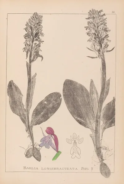 Herbier De La Flore Francaise Pl 1017