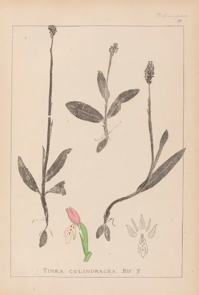 Herbier De La Flore Francaise Pl 1019
