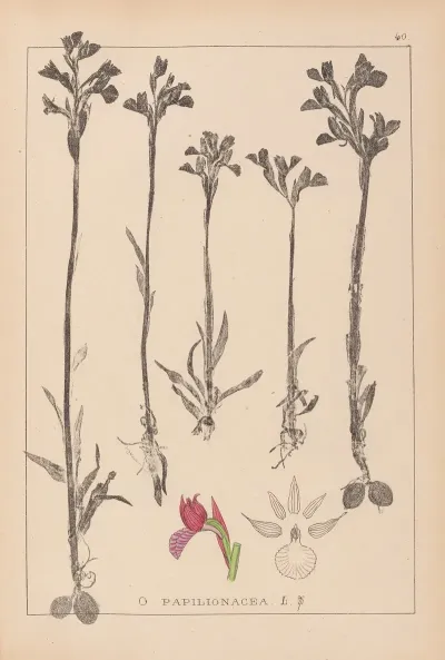 Herbier De La Flore Francaise Pl 1020