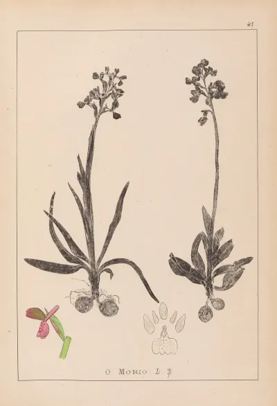 Herbier De La Flore Francaise Pl 1021