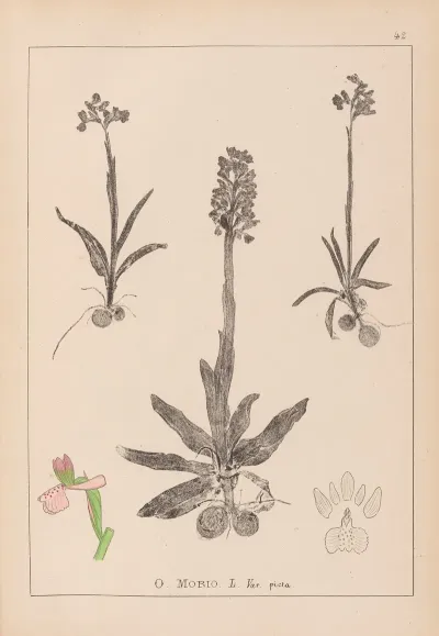 Herbier De La Flore Francaise Pl 1022